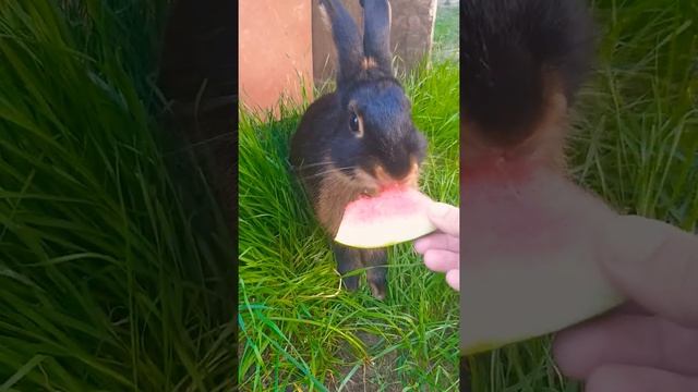 Красивый огненный кролик. смотреть онлайн