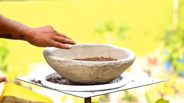 Ficus Religiousa Bonsai Time Lapse смотреть онлайн