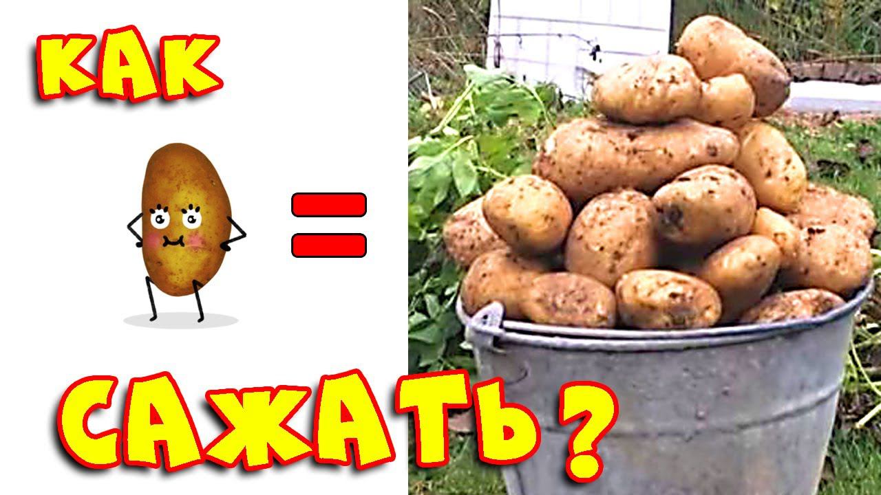 Как сажать КАРТОФЕЛЬ ВРУЧНУЮ: способы ПОСАДКИ рядами и в ГРЯДКИ