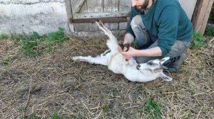 как кастрировать козлят и в каком возрасте