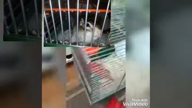 Бурундук бегает по дому!!!? смотреть онлайн