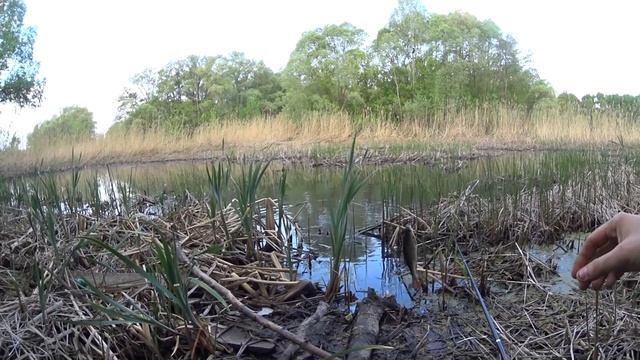 Рыбалка разными способами. Ловля линя и крупной красноперки в траве! смотреть онлайн