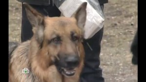 Возвращение Мухтара 2. Врачебная тайна