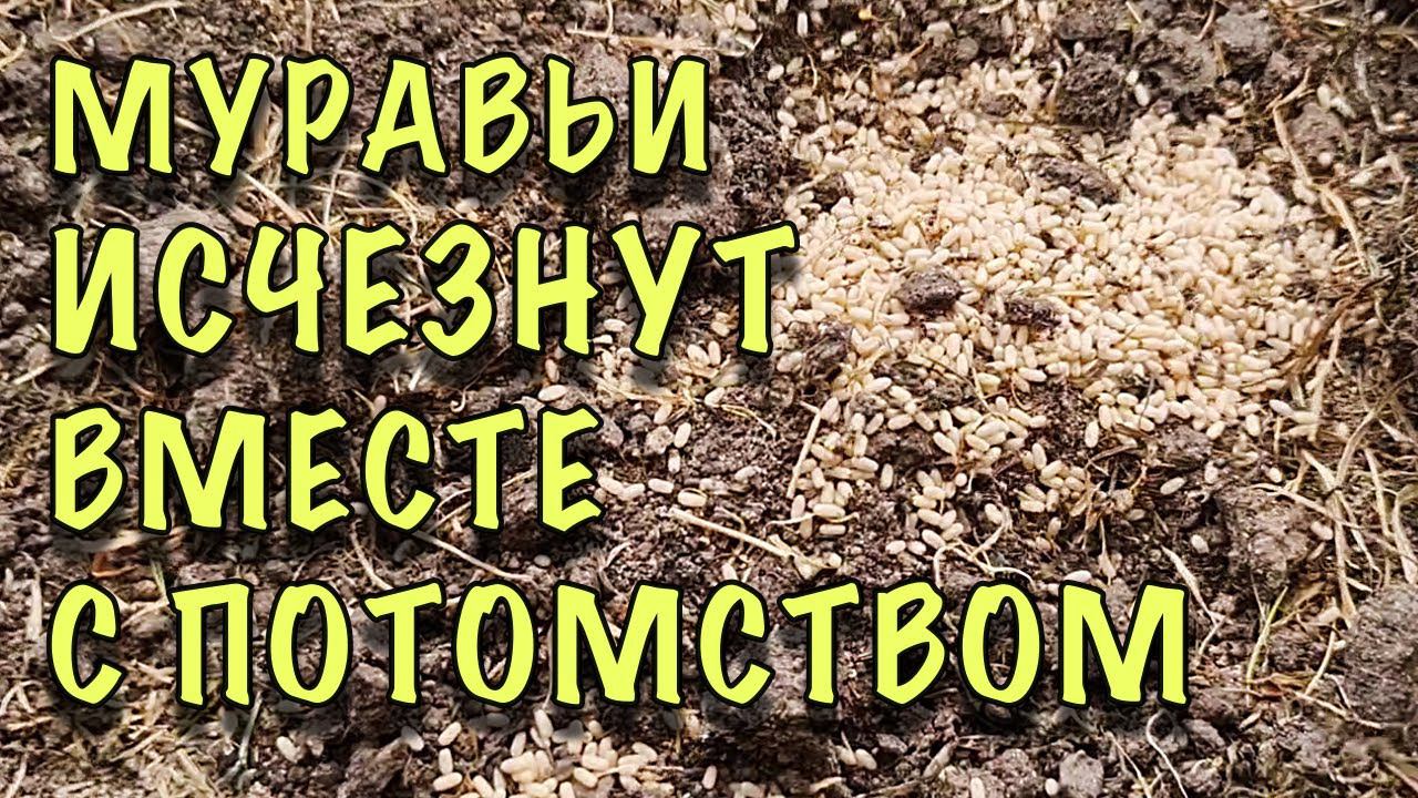 МУРАВЬИ ИСЧЕЗАЮТ вместе С ПОТОМСТВОМ! МУЧИЛАСЬ, пока НЕ НАШЛА ЭТОТ СПОСОБ! Быстро и БЕЗ ХИМИИ смотреть онлайн