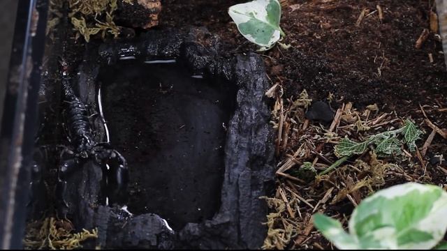 How To Care For The Emperor Scorpion Pandinus imperator смотреть онлайн