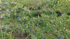 Собираем урожай. Обзор голубики сорта Дюк.