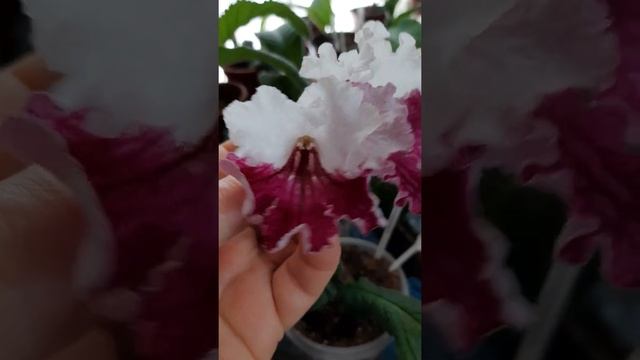 Стрептокарпус NIOBE . #shorts Краткий видео обзор сорта смотреть онлайн