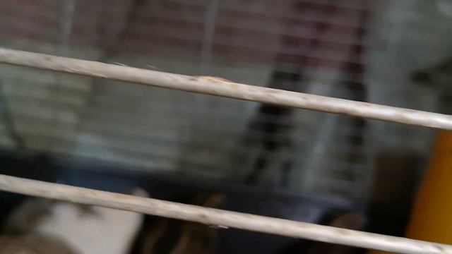 пока петух не клюнет (Да толку мало к врачам не попадёшь смотреть онлайн