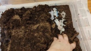 Тестируем почвогрунт в БРИКЕТАХ и удобрение из ФиксПрайса: обзор состава,фракции,процесс замешивани