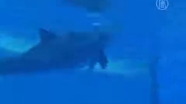 Рождение дельфиненка Брукфилде США 2013г., сняли на видео. смотреть онлайн