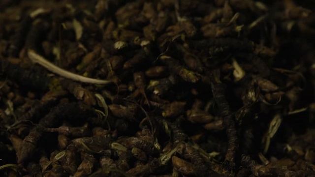 Сбор и заготовка березовых почек смотреть онлайн