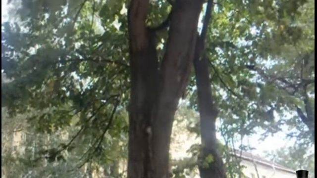 прикол - "Догонялки белок" смотреть онлайн