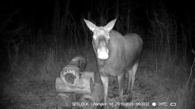 На солонце №5 Фотоловушка SEELOCK S308W #4.4 смотреть онлайн