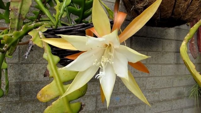 My Epiphyllum Anguliger Cactus | Fishbone Cactus | Ziz Zag Cactus From Buds To Blooms