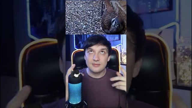 Гайка выкинула птенца сокола и вот что случилось... #shorts #история #интересно смотреть онлайн