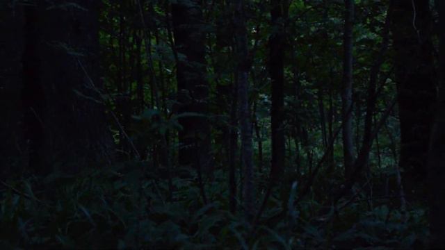 Косуля лает смотреть онлайн