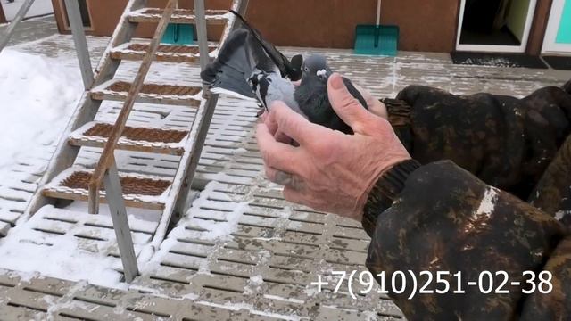 обзор голубей в питомнике «Казинка» смотреть онлайн