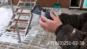обзор голубей в питомнике «Казинка»