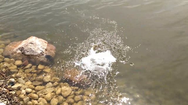 Northern Pike First Spring Catch As It Happens From Shore Berkley GULP Alive