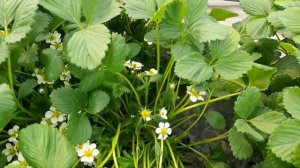 использование флорона на клубнике