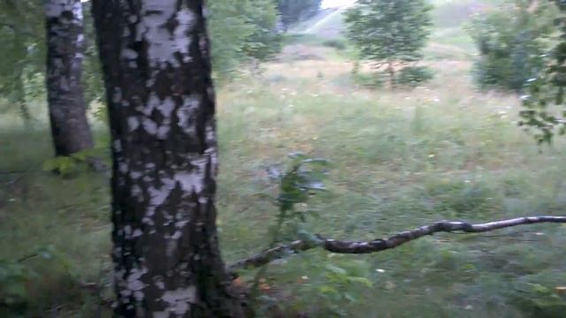 В лес по грибы смотреть онлайн