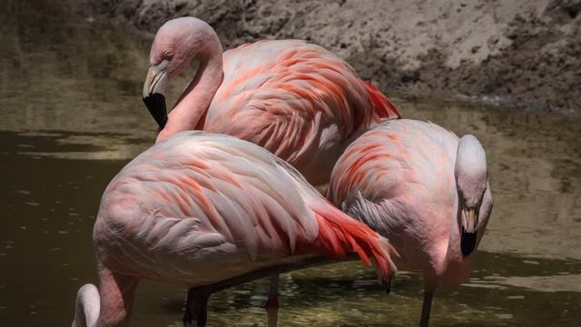 Colour Guessing Game | Learning Colours For Toddlers