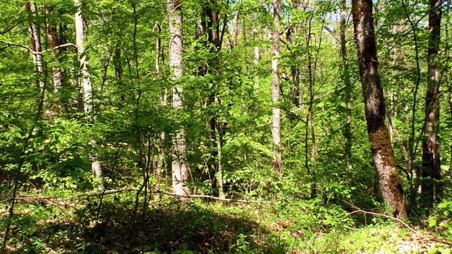 Звуки природы, пение птиц, Звуки Леса, для релаксации, сна. смотреть онлайн