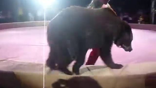 Мишка кувыркается на цирковой арене