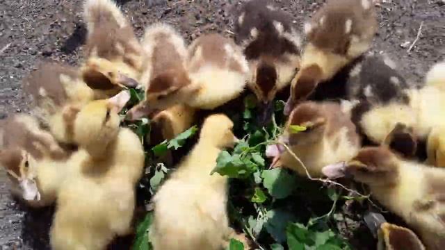 Можно ли Кабачок Уткам _ Птица падает на ноги _ Как определить Пол у утят. смотреть онлайн