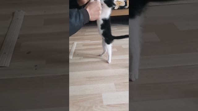 Держит удар!!!! Бокс с Котёнком, смотреть онлайн