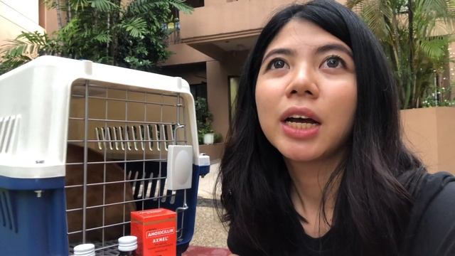 FREE Neuter Spay Kapon in Manila! + 6 IMPORTANT Things To Do Before & After Surgery смотреть онлайн
