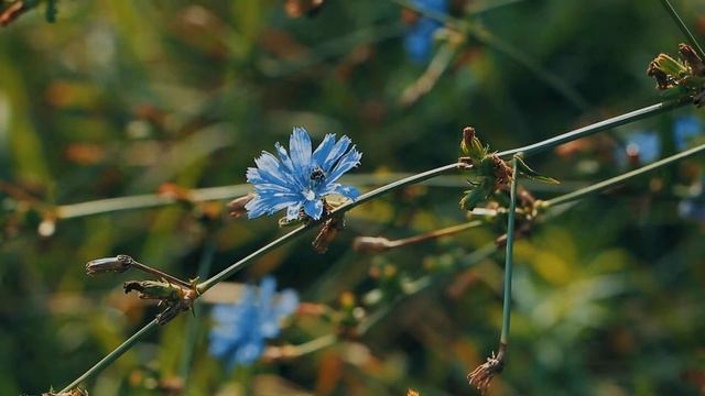 Cornflower Flower Relax \ цветок василька релакс