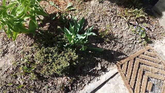 Обзор нашего огорода и сада 21 апреля .Видео № 45 смотреть онлайн