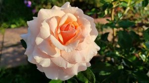 Цветение роз Лё Рози Де ля Мемуар, Ай Эм Макмиллан, Маржолен, Минерва, Мокароза????