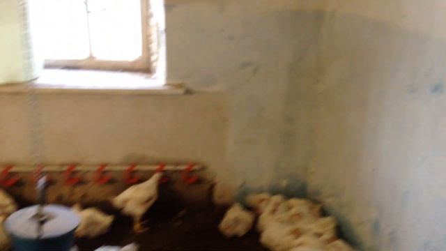 #Крупный опт// Поездка в Одессу//плохое оперение птицы смотреть онлайн