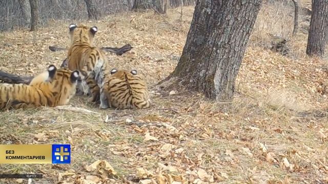 Попались, хулиганы полосатые: амурские тигрята угодили в "фотоловушку" смотреть онлайн
