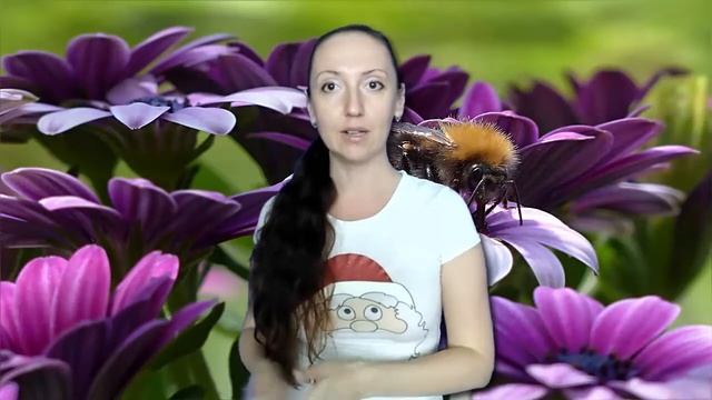 Барбарис для печени смотреть онлайн