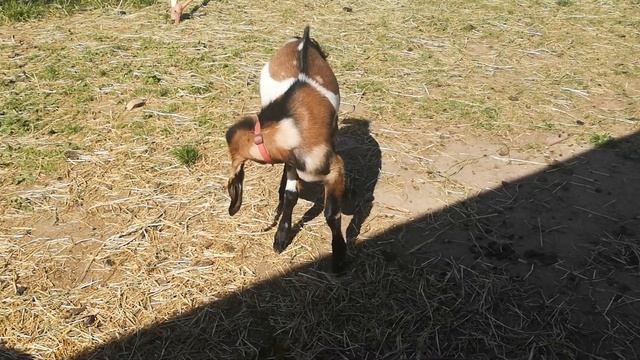О запахе козьего молока. Причины. смотреть онлайн