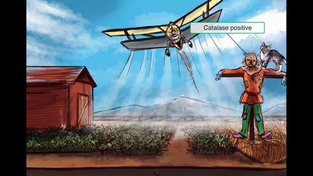 Aspergillus Fumigatus (Microbiology) | USMLE Step 1 | Sketchy Medical