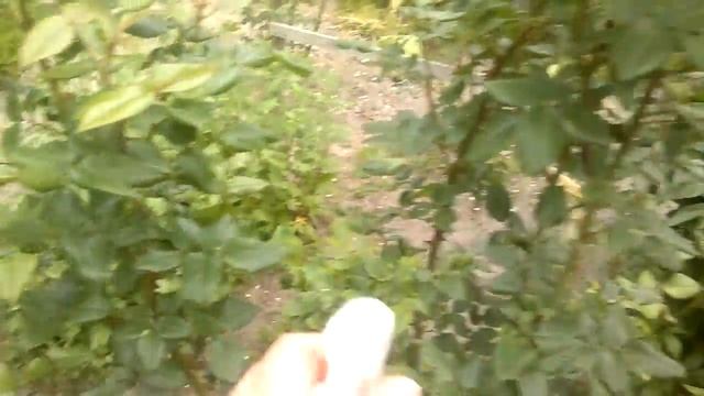 "Кока-кола" и "Машенька" от садовой тли//Проверенный способ от тли// смотреть онлайн