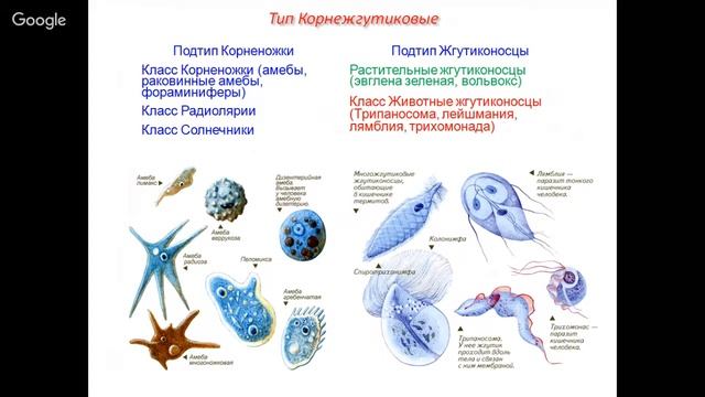 Биология 7 класс. Неделя 5. Простейшие смотреть онлайн