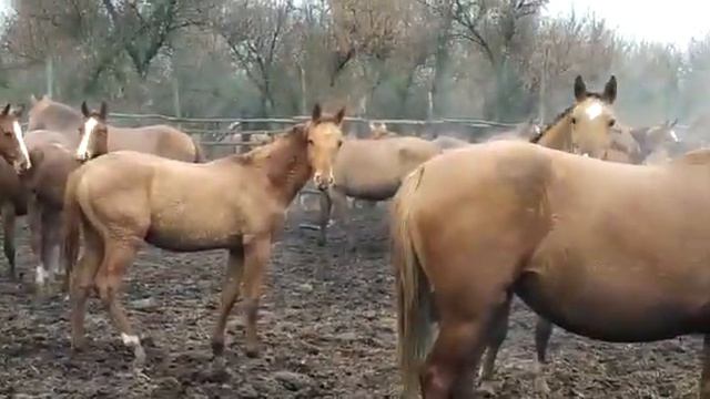 Дончаки смотреть онлайн