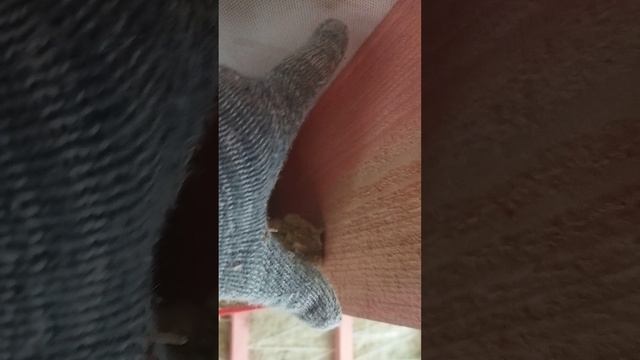 Мастерская мечты 72 день ЧАСТЬ 1 смотреть онлайн