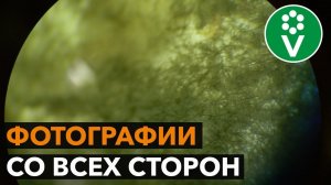 ИМЕННО ТАК выглядит настоящая триходерма