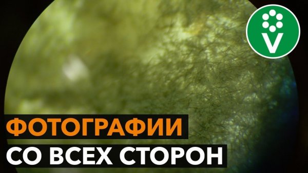 ИМЕННО ТАК выглядит настоящая триходерма