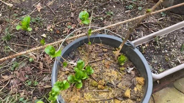 Гортензии крупнолистные борьба со слизнями и улитками-весна пришла… смотреть онлайн