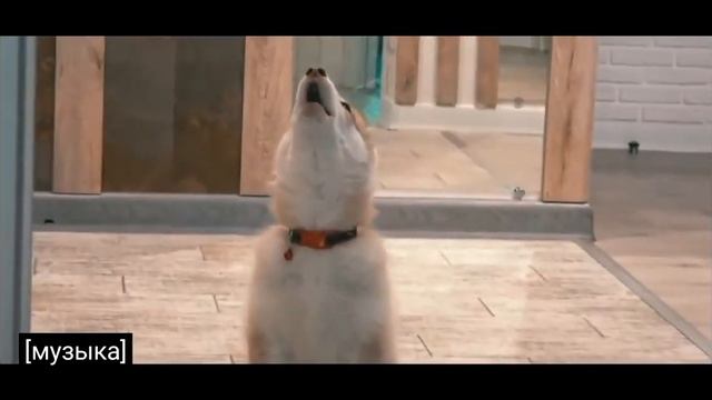 Я НЕ мелкий я Не дрыщ! и подпищиков сто  тыщ!