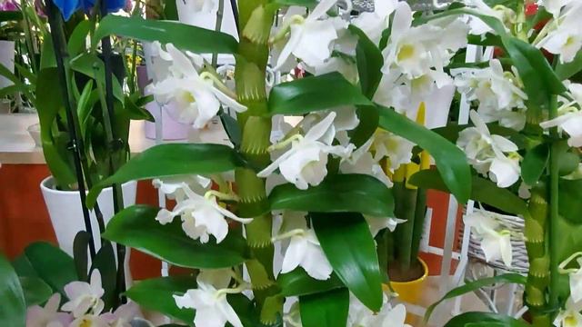 DELIZIATEVI GLI OCCHI..VIVAIO SANTINELLI смотреть онлайн