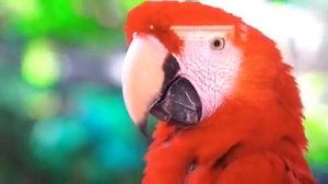 УЦЕНКА! Телевизор Samsung UE75MU6105 \ 75 дюймов