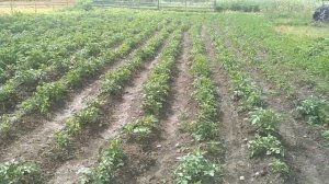 Минитрактор КМЗ 012 работа на земле